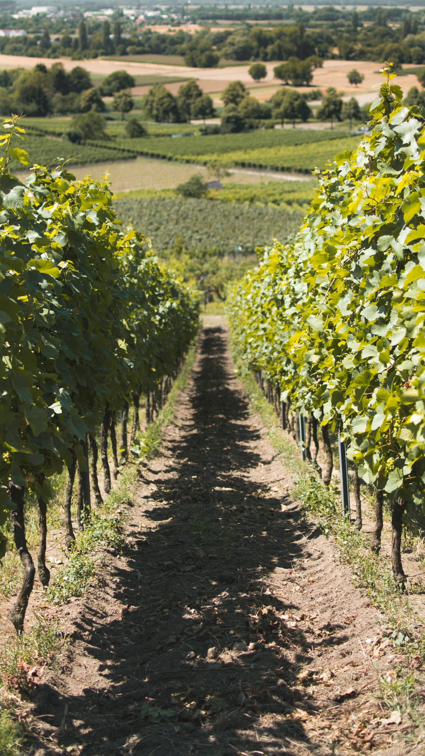 3 Winzer 3 Blanc de blancs